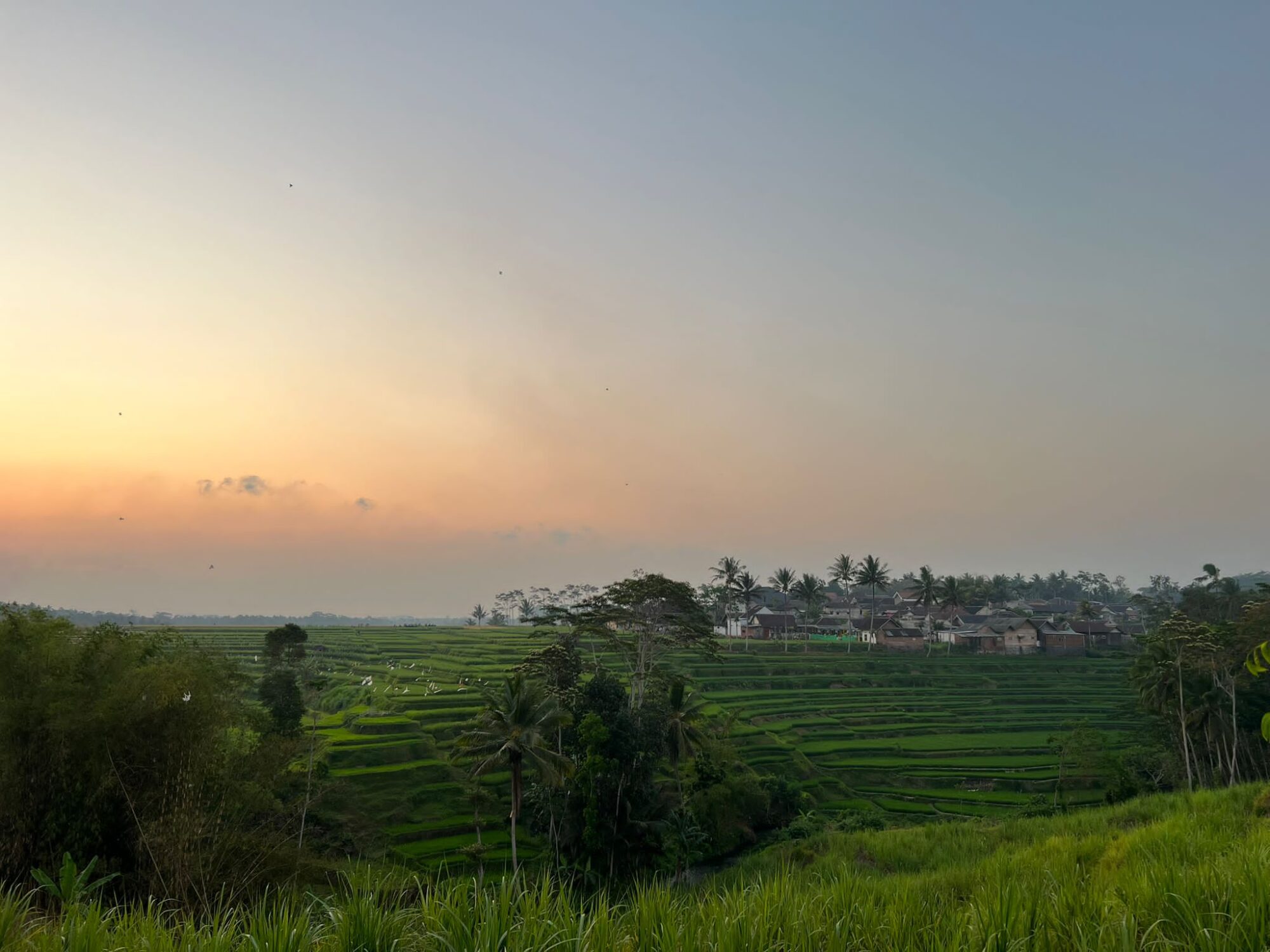 Reisfeld-bei-Sonnenuntergang